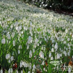 Galanthus nivalis