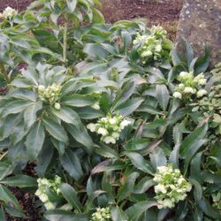 Helleborus argutifolius
