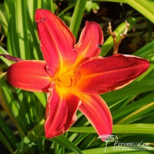 Hemerocallis Buzz Bomb