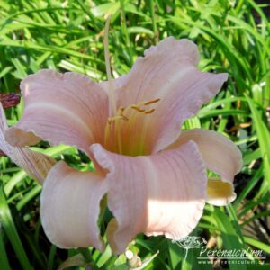 Hemerocallis Pink Damask
