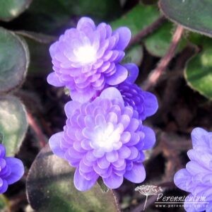 Hepatica nobilis var japonica Seizan