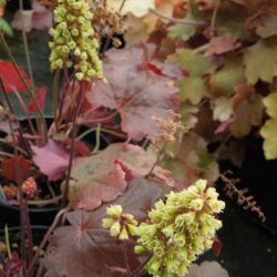Heuchera Blondie
