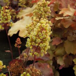 Heuchera Blondie