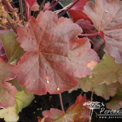 Heuchera Blondie