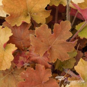 Heuchera Caramel