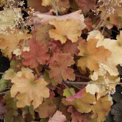 Heuchera Caramel