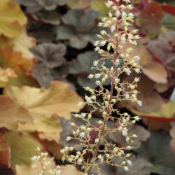 Heuchera Caramel