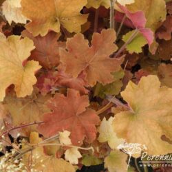 Heuchera Caramel