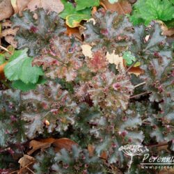 Heuchera Crimson Curls
