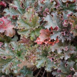 Heuchera Crimson Curls