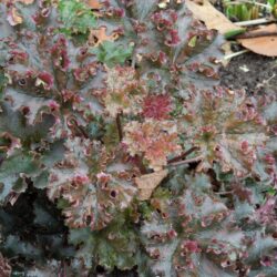 Heuchera Crimson Curls