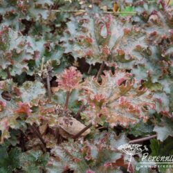 Heuchera Crimson Curls