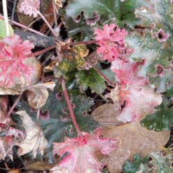 Heuchera Crimson Curls