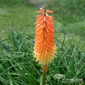 Kniphofia Alcazar