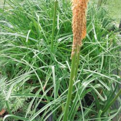 Kniphofia Alcazar
