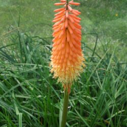 Kniphofia Alcazar