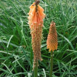 Kniphofia Alcazar