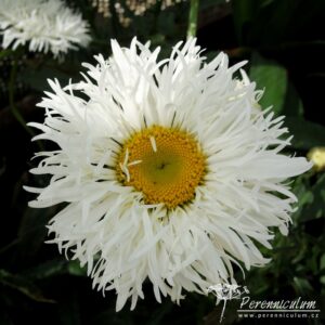 Leucanthemum x superbum Shapcott Ruffles