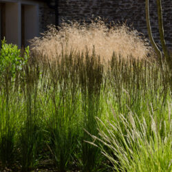 Molinia caerulea Moorhexe