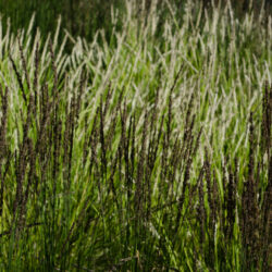 Molinia caerulea Moorhexe