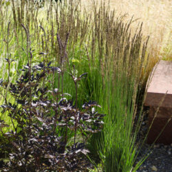 Molinia caerulea Moorhexe