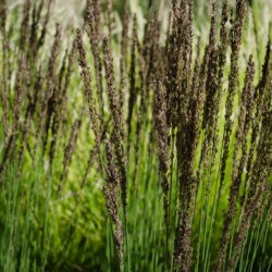 Molinia caerulea Moorhexe