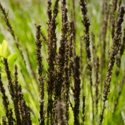 Molinia caerulea Moorhexe