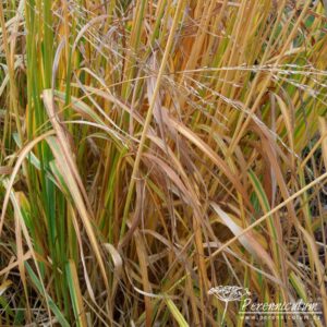 Molinia caerulea subsp. arundinacea Fontane