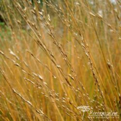 Molinia caerulea Molinia caerulea