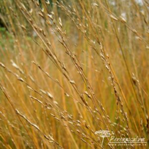 Molinia caerulea subsp. arundinacea Karl Foerster