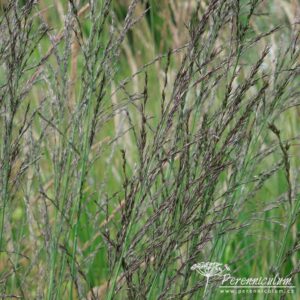 Molinia caerulea subsp. arundinacea Transparent