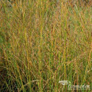 Molinia caerulea subsp. arundinacea