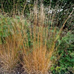 Molinia caerulea subsp. caerulea HeidebrautMolinia caerulea subsp. caerulea Heidebraut