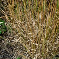 Molinia caerulea subsp. caerulea Heidebraut