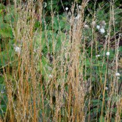 Molinia caerulea subsp. caerulea Heidebraut