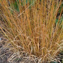 Molinia caerulea subsp. caerulea Heidebraut