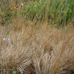 Molinia caerulea subsp. caerulea Heidebraut