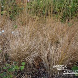 Molinia caerulea subsp. caerulea Heidebraut