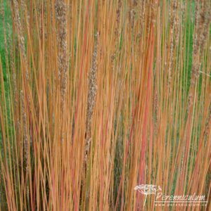 Molinia caerulea subsp. caerulea Moorhexe