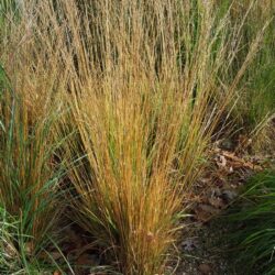 Molinia caerulea subsp. caerulea Moorhexe
