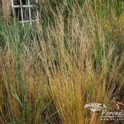 Molinia caerulea subsp. caerulea Moorhexe