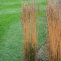 Molinia caerulea subsp. caerulea Moorhexe