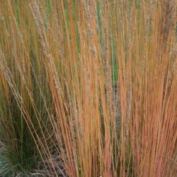 Molinia caerulea subsp. caerulea Moorhexe