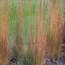 Molinia caerulea subsp. caerulea Moorhexe