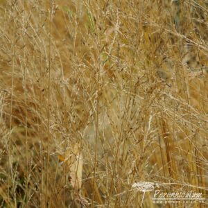 Molinia caerulea subsp. caerulea Poul Petersen