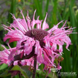 Monarda Twins