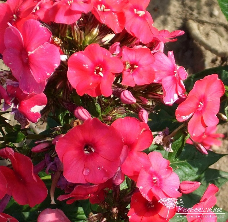 Phlox - Trvalka sezóny 2015 9 Phlox paniculata Juliglut