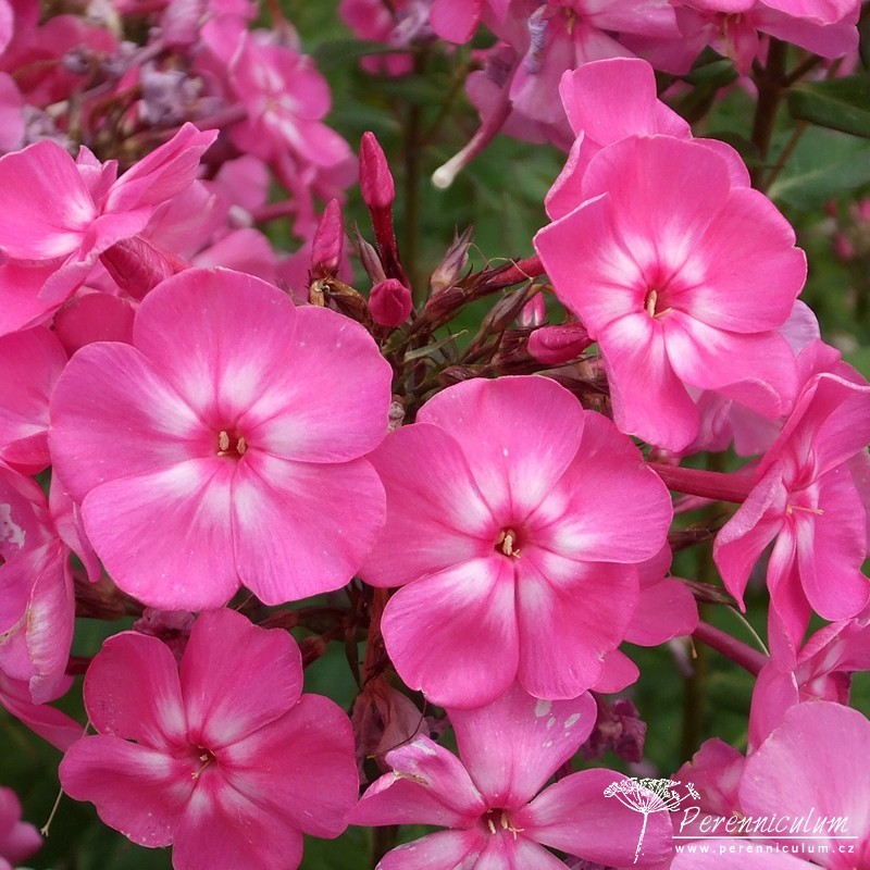 Phlox - Trvalka sezóny 2015 8 Phlox paniculata Little Princess