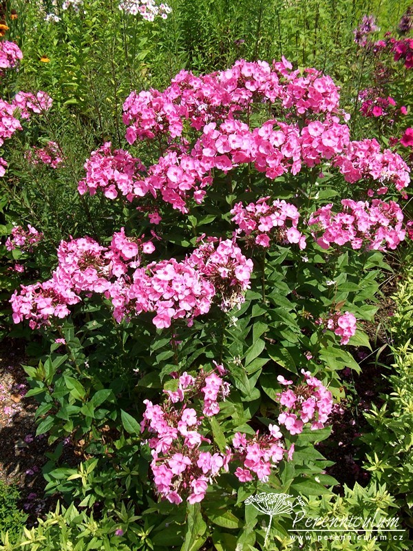 Phlox - Trvalka sezóny 2015 5 Phlox paniculata Little Princess