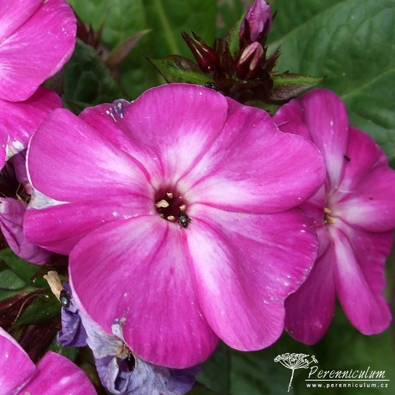 Phlox - Trvalka sezóny 2015 10 Phlox paniculata Wilhelm Kesselring